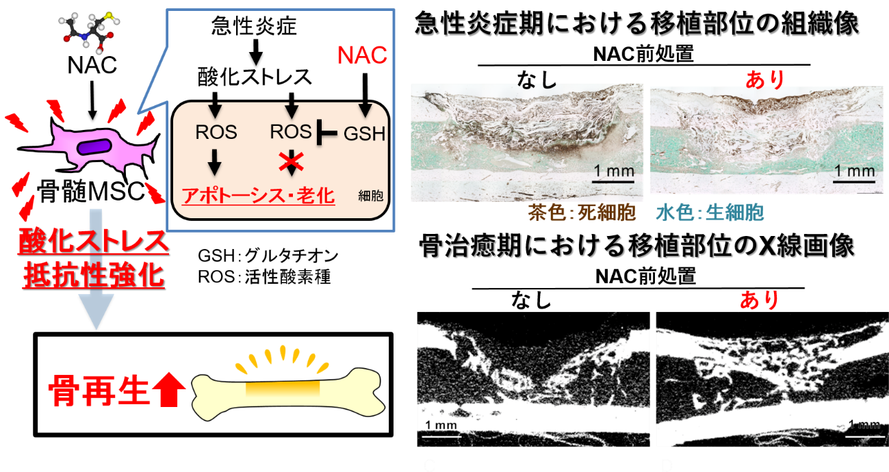 新着情報｜東北大学大学院歯学研究科・歯学部