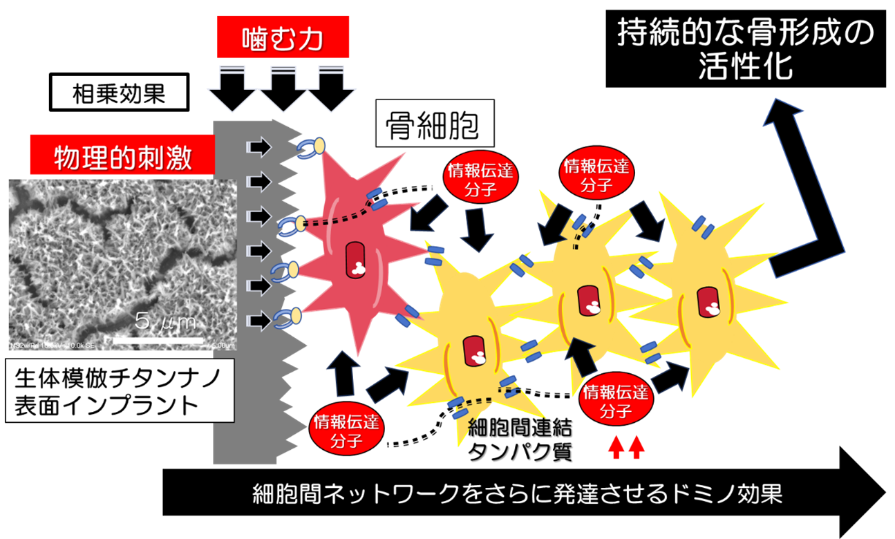 新着情報｜東北大学大学院歯学研究科・歯学部