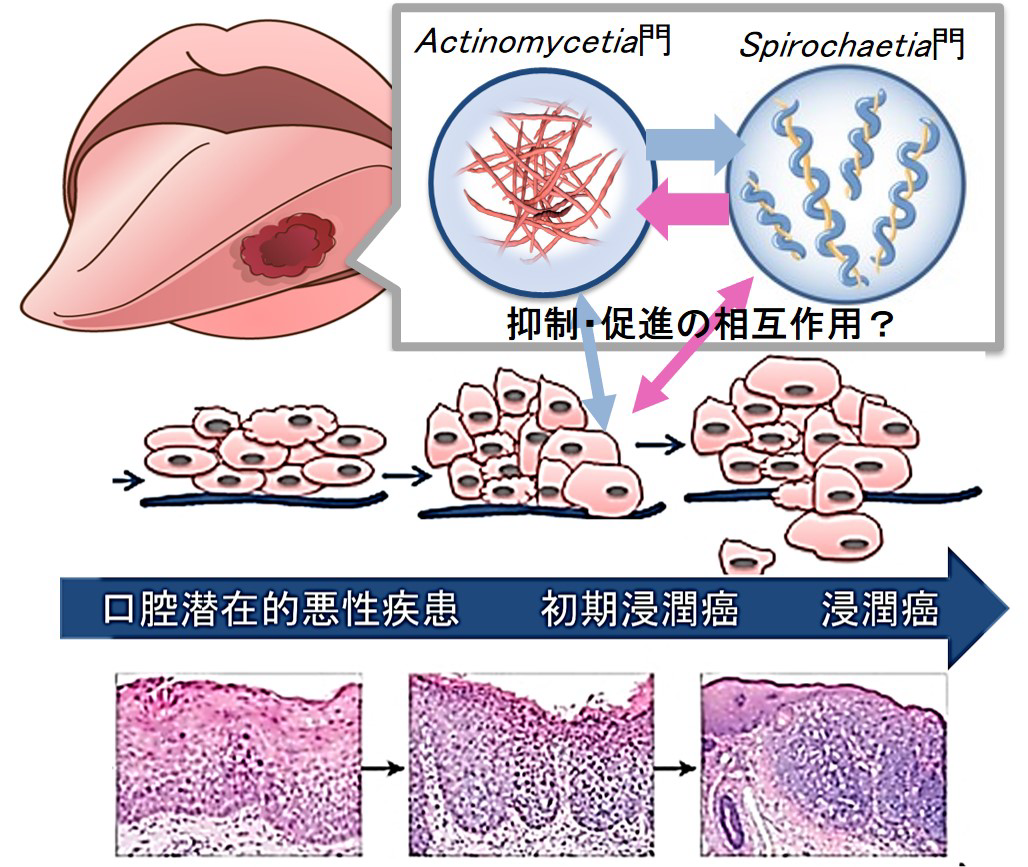新着情報｜東北大学大学院歯学研究科・歯学部